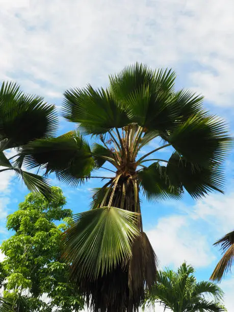 Large Licuala Grandis Ruffled Fan Palmtrees with blue sky background in a forest in tropical Suriname South-America