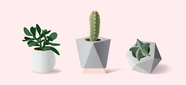 Vector illustration of Collection of various succulent plants in different pots on pink background.