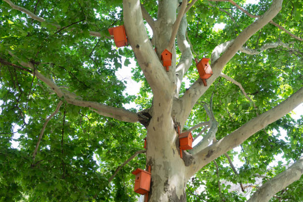 istock Beautiful bright orange birdhouses on the plane tree. 1159975731