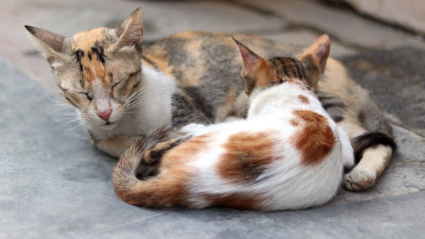 istock Mother cat nursing baby kittens 1159976717