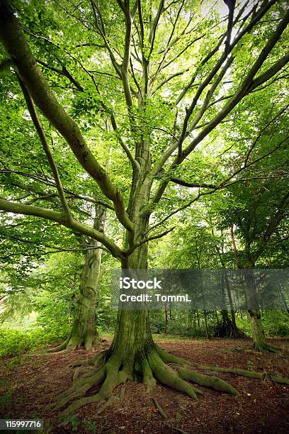 Spooky Old Tree Stock Photo - Download Image Now - Lime Tree - Tilia, Oak Tree, Awe