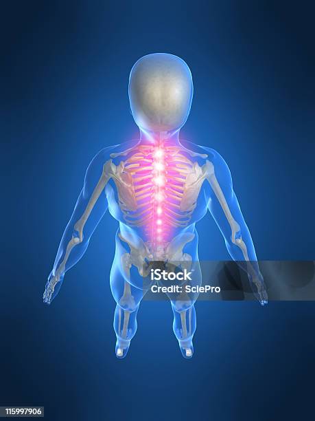 Ból Pleców - zdjęcia stockowe i więcej obrazów Anatomia człowieka - Anatomia człowieka, Artretyzm, Biodro