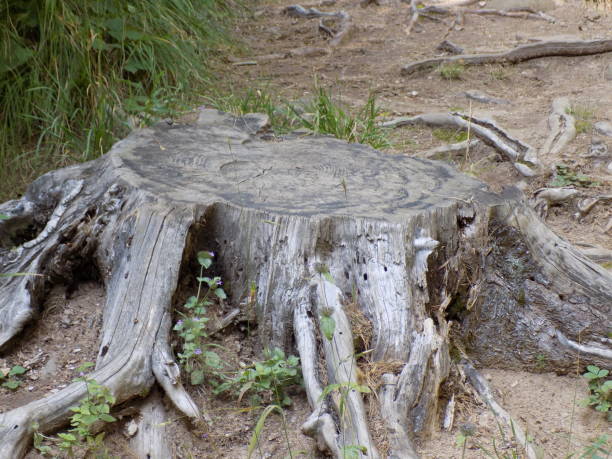 istock Old hive on the footpath in the deep forest 1159979695