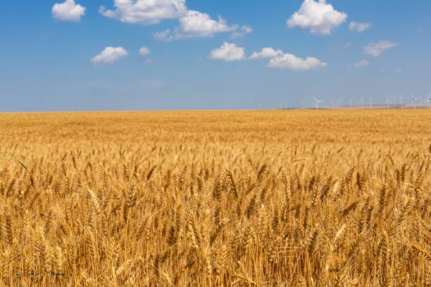 Beautiful scenic picture of a field of ripe wheat and blue, cloudy sky on a summer day