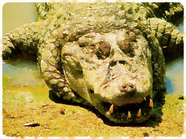 istock Watercolor paint of alligator sleeping and resting on the side of a river (lake) 1159981143