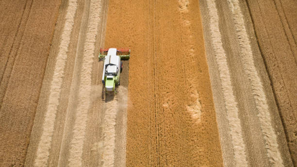 istock Harvesting a wheat field 1159981428