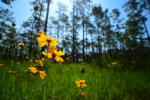 istock Ground-level wide angle macro, looking up at backlit Tickseed in pine forest 1159981489