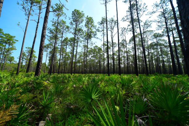 opinião de ângulo larga da floresta do pinho com o palmetto da serra na área inferior do frame - florida palm tree sky saw palmetto - fotografias e filmes do acervo