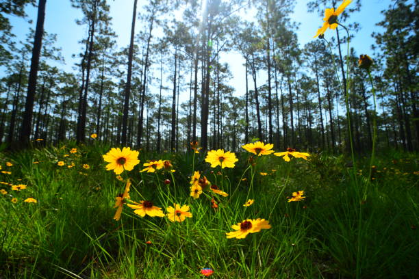 istock Ground-level wide angle view of pine forest with backlit Tickseed in foreground 1159981566