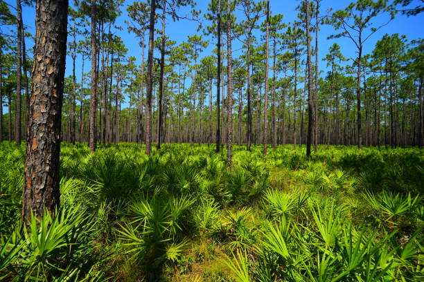 vista de gran angular del bosque de pinos con sotobosque saw palmetto y área de wiregrass - florida palm tree sky saw palmetto fotografías e imágenes de stock