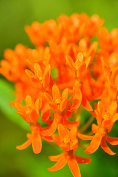 istock Blooming Butterfly Weed macro with defocused greenery in background 1159982213