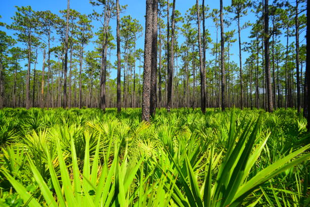 amplia vista del bosque de pinos con sierra palmetto frondas asomando desde el fondo del marco - florida palm tree sky saw palmetto fotografías e imágenes de stock