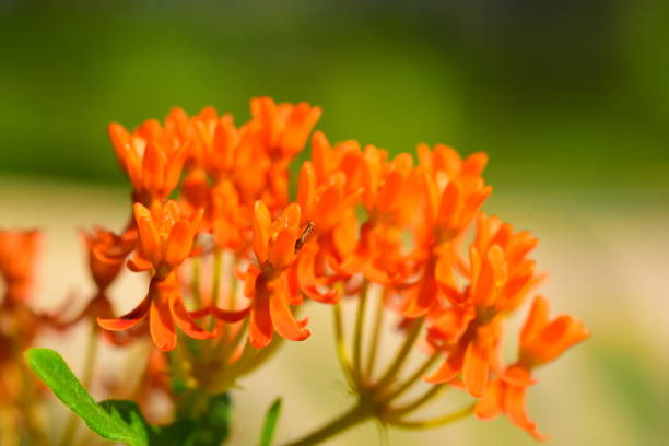 istock Low angle close up of Butterfly Weed in bloom 1159982371