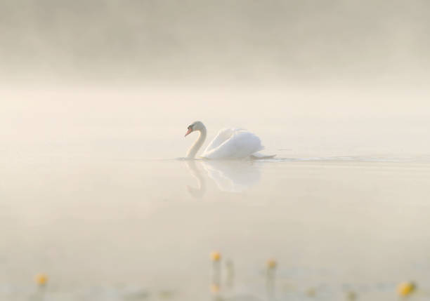 istock White swan in the fog 1159982413