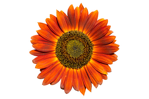 Sunflower 'Moulin Rouge F1' sunny red flower isolated on white.