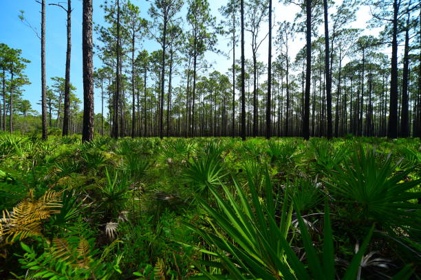 vue grand angle de la forêt de pin avec le palmetto de scie et les fougères dans la moitié inférieure du cadre - enviornment controlled fire palmetto saw palmetto photos et images de collection