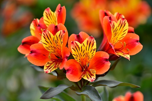 Alstroemeria, also called the Peruvian lily, Lily of the Incas, Parrot lily, New Zealand Christmas bell, Parrot flower, Red parrot beak, is native to South America. Alstroemeria is best known as cut flowers and lasts as long as two weeks in a vase, but it can also be grown in the garden. Alstroemeria flowers bloom from late spring to early summer and come in many shades of colors such as red, orange, pink, yellow, rose, purple and white.