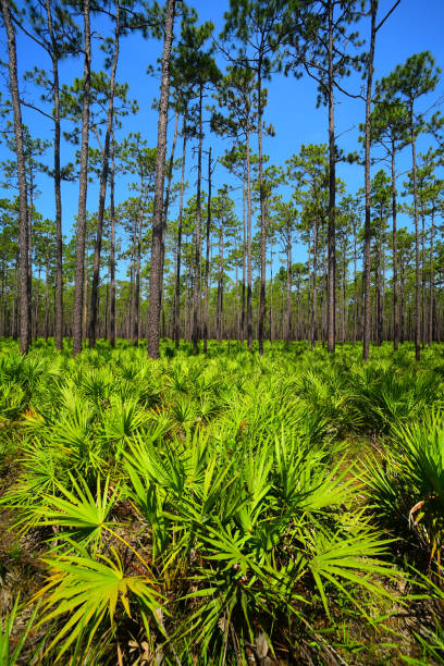 wide view of pine forest with saw palmetto in foreground - florida palm tree sky saw palmetto imagens e fotografias de stock