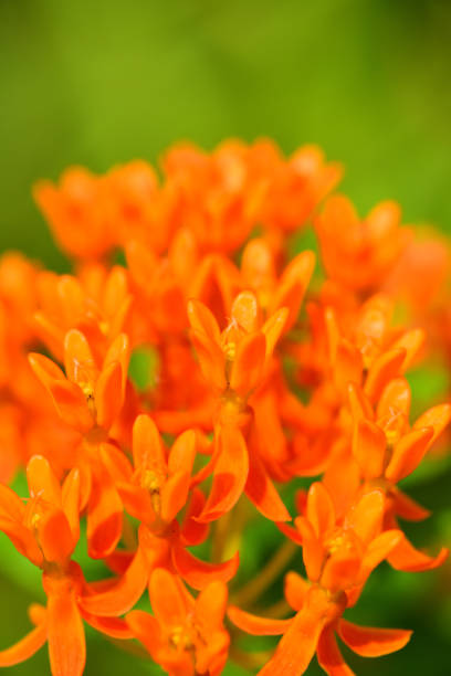 istock Blooming Butterfly Weed macro with defocused greenery copy space above 1159982830
