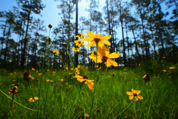 istock Ground-level wide angle macro of backlit Tickseed in pine forest 1159983343
