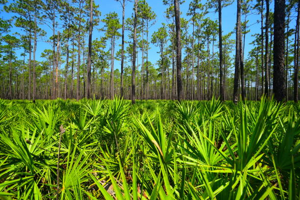 amplia vista del bosque de pinos con vervidas verdes sierra palmetto frondas en el marco medio inferior - florida palm tree sky saw palmetto fotografías e imágenes de stock