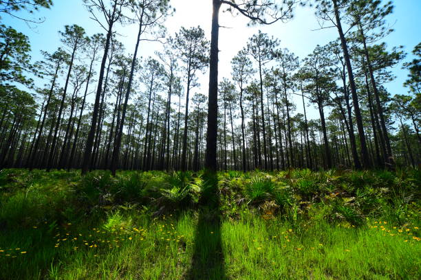 wide angle view of pine forest with saw palmetto and bright sun behind top of central tree - florida palm tree sky saw palmetto imagens e fotografias de stock
