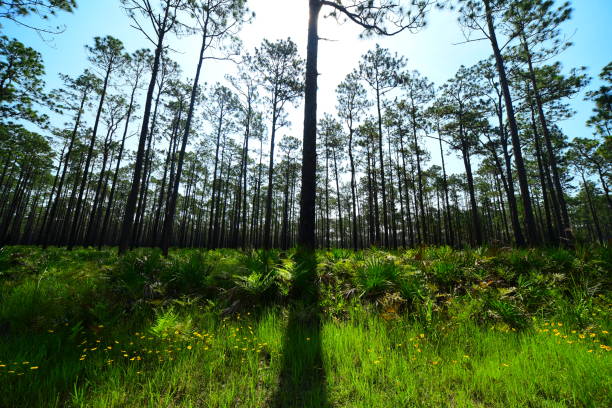 opinião de ângulo larga da floresta do pinho com palmetto da serra e sol brilhante atrás da parte superior da árvore central - florida palm tree sky saw palmetto - fotografias e filmes do acervo