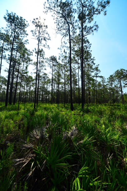 vista de gran angular del bosque de pinos con saw palmetto en sotobosque y sol detrás de las copas de los árboles - florida palm tree sky saw palmetto fotografías e imágenes de stock