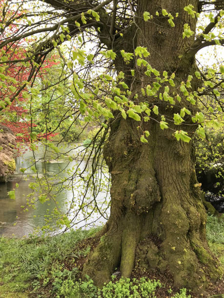 image du tronc commun antique britannique/anglais de tilleul (tilia x europaea) et du contrevet de racines de surface au printemps avec les feuilles fraîches / feuillage vert pomme feuilletant dehors dans le jardin paysagré mûr contre la caractéristiqu - standing water grass area meadow lawn photos et images de collection