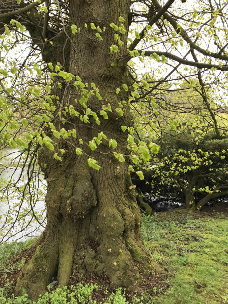 imagen de viejo madura británica / inglés común tronco de ti (tilia x europaea) y las raíces de la superficie contrafuerte en primavera con hojas frescas / follaje verde manzana leafing out en jardín ajardinado maduro contra el agua del estanque carac - forest pond landscaped water fotografías e imágenes de stock