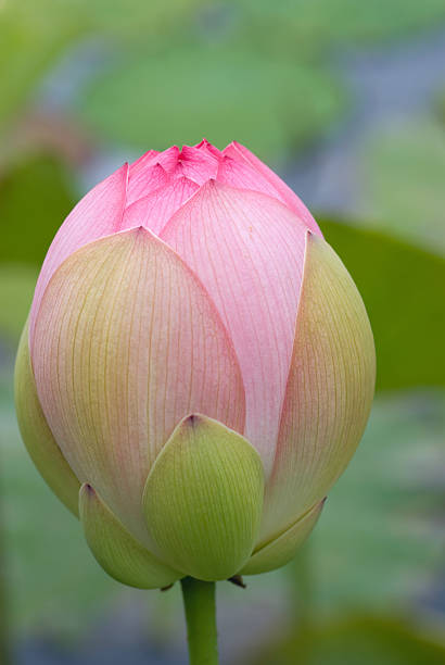istock Lotus flower close-up 115998513