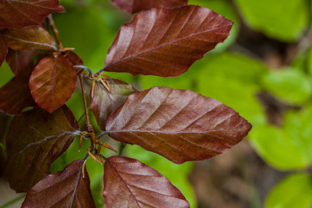 Fagus Sylvatica F. Purpurea - Copper Beech, Close to the Leaves
