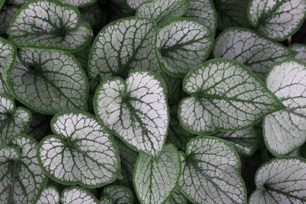 istock hosta leaves close up in the garden 1159985370
