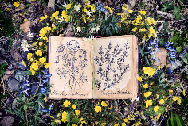 istock Open witch diary book with drawings of healing plants. 1159986382
