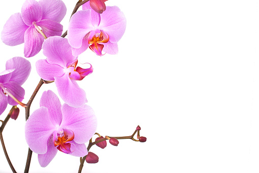 Pink orchids on white background with space for text.