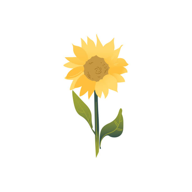 Cartoon Sunflower Stock Photos, Pictures & Royalty-Free Images - iStock Cartoon Sunflower Stock Photos, Pictures & Royalty-Free Images - iStock