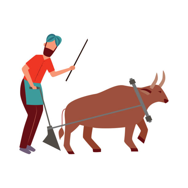 Indian farmer male with plough and cattle animal in yoke flat cartoon style Indian farmer male with plough and cattle animal in yoke flat cartoon style, vector illustration isolated on white background. Man plowing agricultural field with bull or buffalo yoke stock illustrations