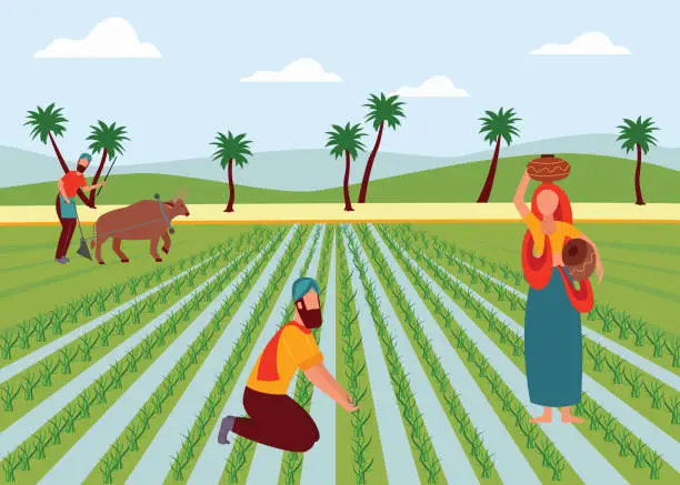 Vector illustration of Indian male and female farmers working in paddy field flat cartoon style