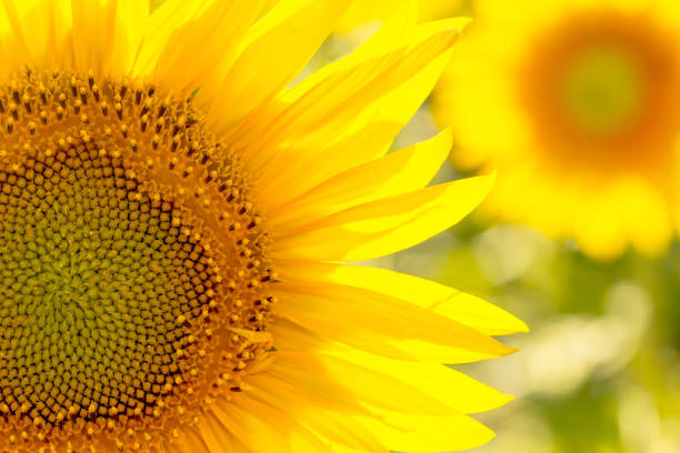 primer plano de un girasol. - sunflower flower flower bed light fotografías e imágenes de stock
