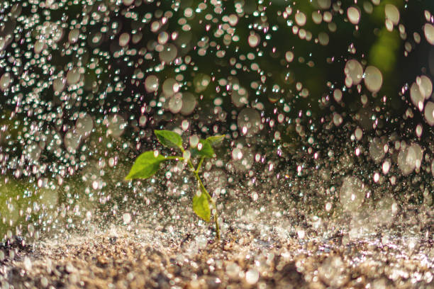 istock small young plant sprout under the strong heavy rain 1159989599