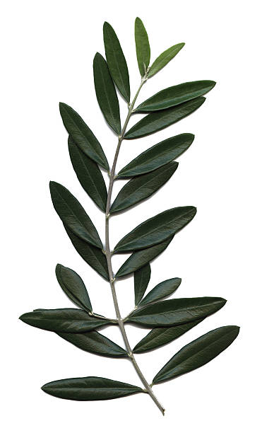 olive branch, olea europaea - olijfblad stockfoto's en -beelden