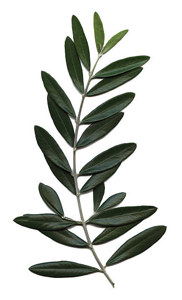 istock olive branch, Olea europaea 115999022