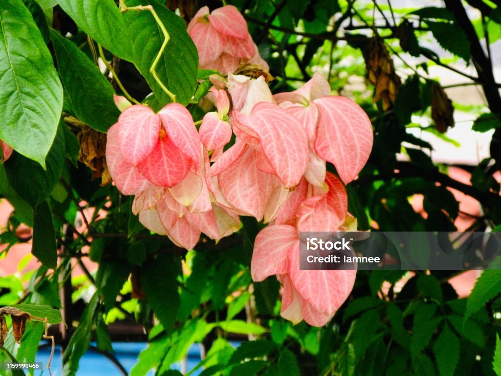 Donna Queen Siriki Flowers on The Tree Bunch of Fresh Old Rose Mussaenda Philippica or Donna Queen Sirikit Flowers on Green Tree. Blossom Stock Photo