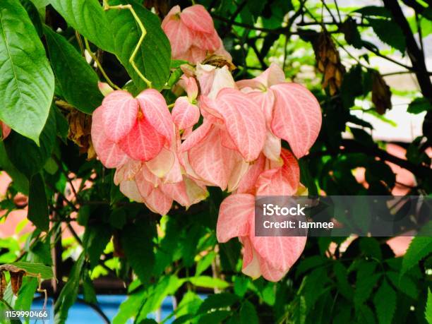 Donna Queen Siriki Flowers On The Tree Stock Photo - Download Image Now - Blossom, Botany, Branch - Plant Part