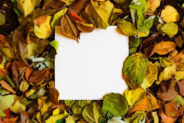 istock a copy space mockup design with autumn leaves for your text 1159990489
