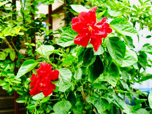 istock Red Hibiscus or Rose Mallow Flowers on Tree 1159990650