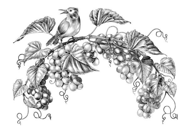 ilustraciones, imágenes clip art, dibujos animados e iconos de stock de ilustración de grabado antiguo de ramita de uvas con pajarito sin aguito sin blanca y negro clip art aislado sobre fondo blanco - scratchboard