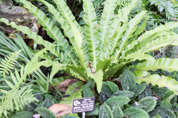 istock Birds Nest Fern 1159991006