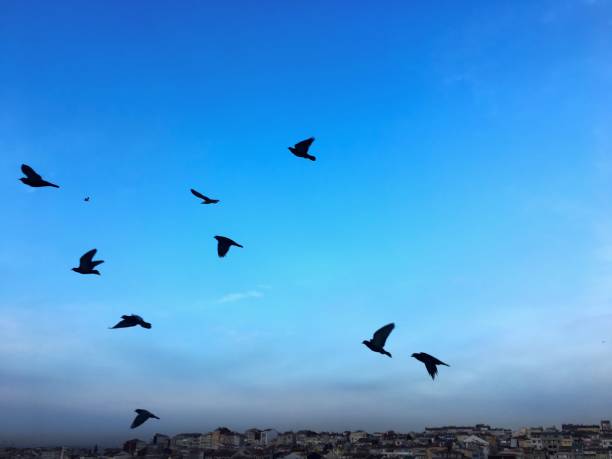 istock Flying bird in Istanbul city. 1159992213