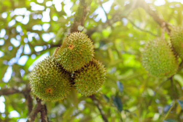 istock Durian on tree. King of fruit. 1159993129